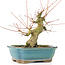 Acer palmatum, 16 cm, ± 20 Jahre alt