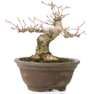 Acer palmatum, 13 cm, ± 20 jaar oud