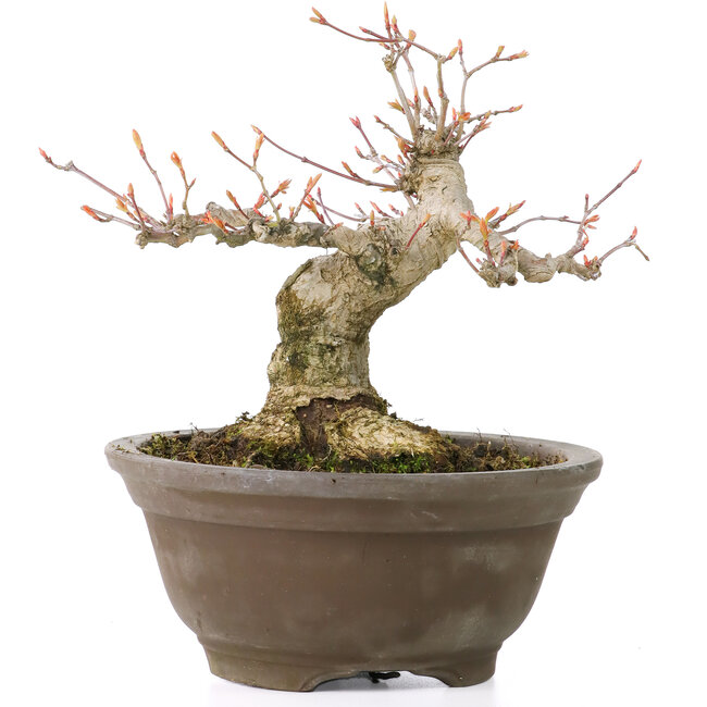 Acer palmatum, 13 cm, ± 20 anni, con un bellissimo nebari rotondo di 8 cm