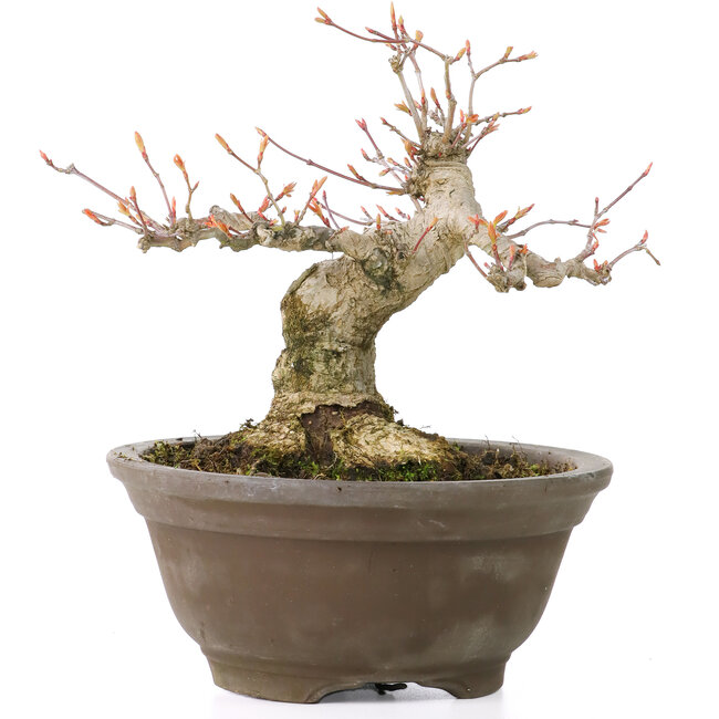 Acer palmatum, 13 cm, ± 20 años, con un hermoso nebari redondo de 8 cm