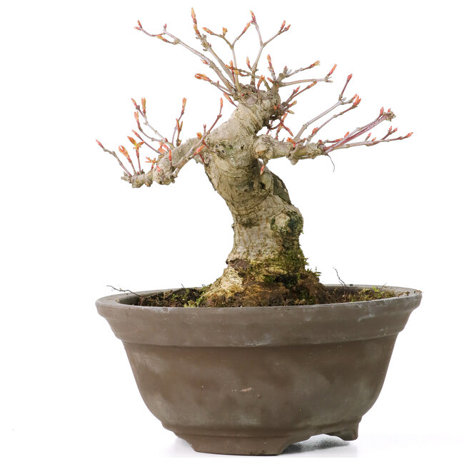 Acer palmatum, 13 cm, ± 20 jaar oud, met een mooie ronde nebari van 8 cm