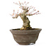 Acer palmatum, 13 cm, ± 20 jaar oud, met een mooie ronde nebari van 8 cm