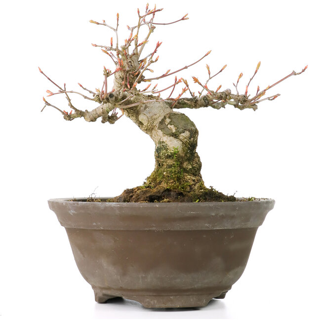 Acer palmatum, 13 cm, ± 20 anni, con un bellissimo nebari rotondo di 8 cm