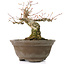 Acer palmatum, 13 cm, ± 20 años, con un hermoso nebari redondo de 8 cm