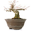 Acer palmatum, 13 cm, ± 20 years old, with a beautifully round nebari of 8 cm