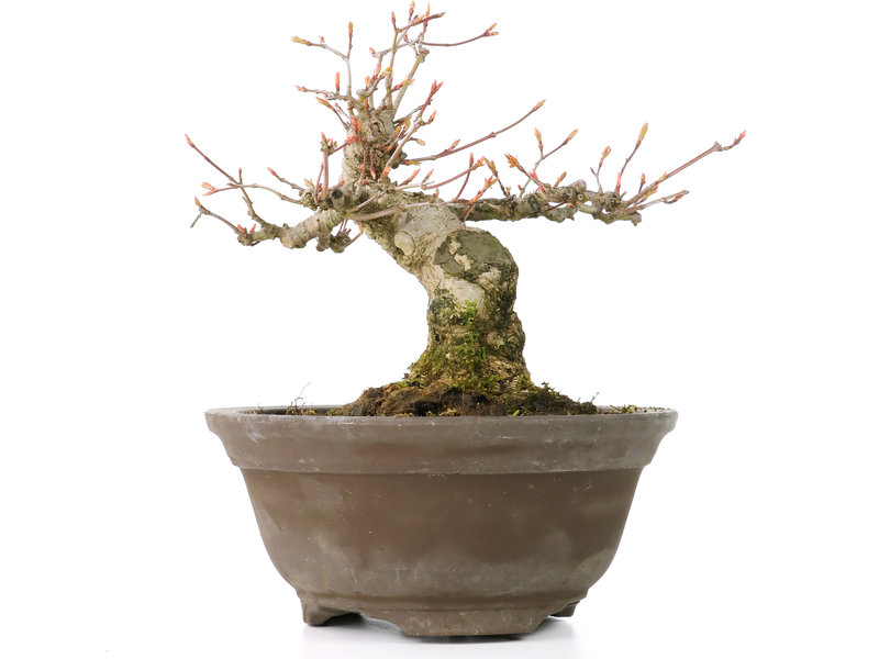 Acer palmatum, 13 cm, ± 20 Jahre alt, mit einem schön runden Nebari von 8 cm