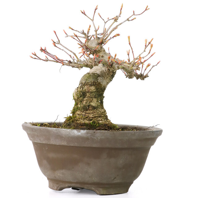 Acer palmatum, 13 cm, ± 20 ans, avec un nébari joliment rond de 8 cm