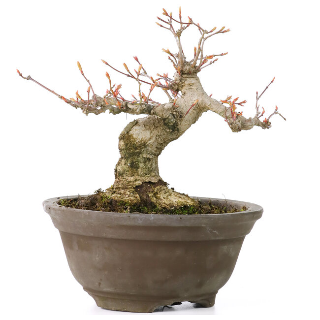 Acer palmatum, 13 cm, ± 20 jaar oud, met een mooie ronde nebari van 8 cm
