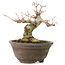 Acer palmatum, 13 cm, ± 20 anni, con un bellissimo nebari rotondo di 8 cm