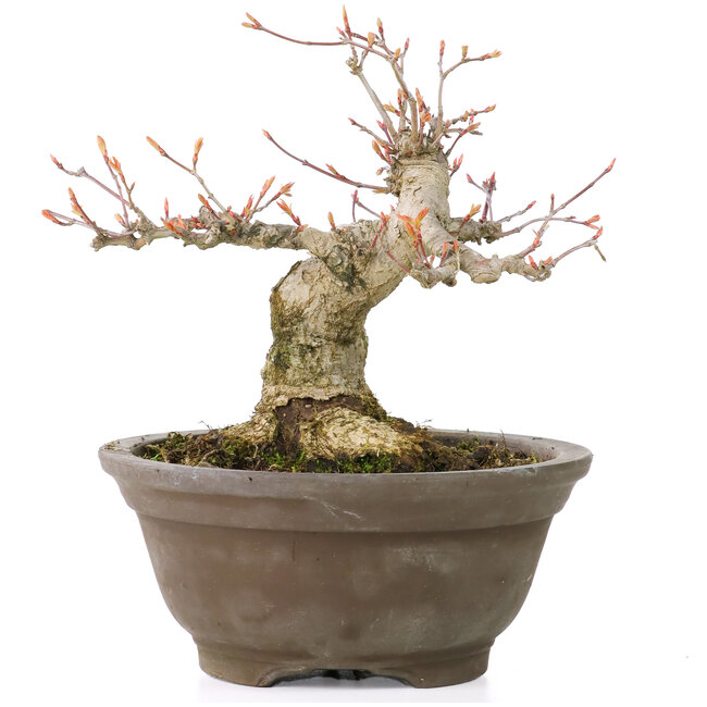 Acer palmatum, 13 cm, ± 20 ans, avec un nébari joliment rond de 8 cm