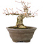 Acer palmatum, 13 cm, ± 20 anni, con un bellissimo nebari rotondo di 8 cm