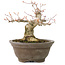 Acer palmatum, 13 cm, ± 20 years old, with a beautifully round nebari of 8 cm
