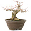 Acer palmatum, 13 cm, ± 20 years old, with a beautifully round nebari of 8 cm