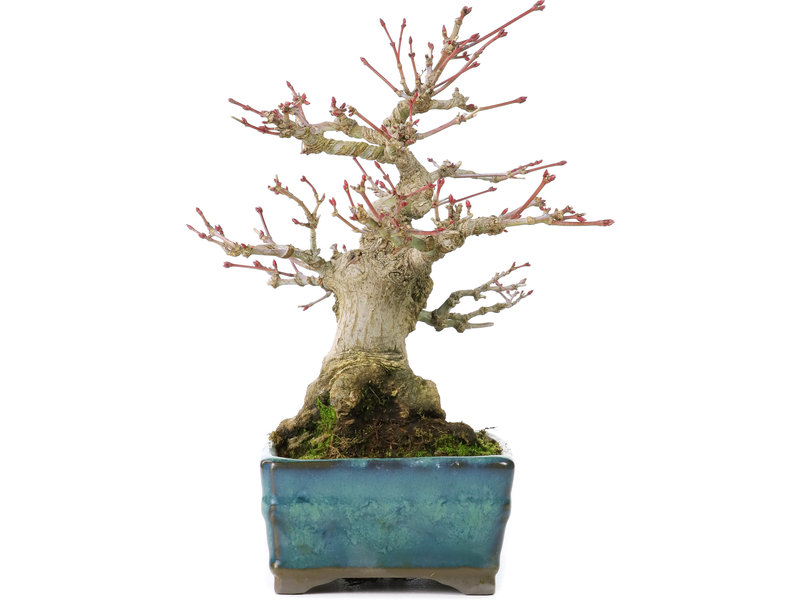 Tosui Acer palmatum, 17,5 cm, ± 20 jaar oud, met een nebari 7 cm in een Tosui pot