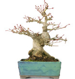 Acer palmatum, 17,5 cm, ± 20 jaar oud, met een nebari 7 cm in een Tosui pot
