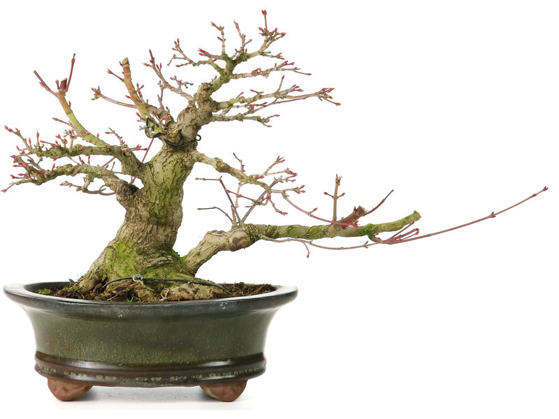 Acer palmatum, 17,5 cm, ± 30 jaar oud, met een nebari van 11 cm