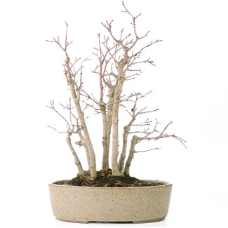 Acer palmatum, 30 cm, ± 15 años
