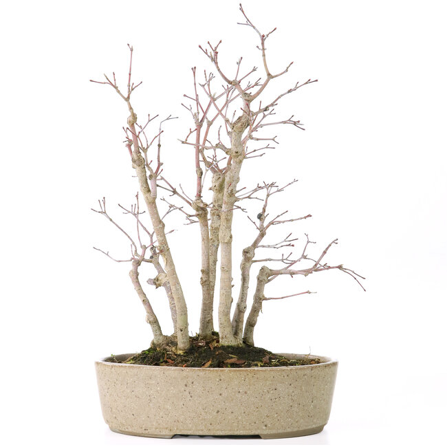 Acer palmatum, 30 cm, ± 15 anni, con nebari di 10 cm e diametri dei rami compresi tra 8 e 10 mm