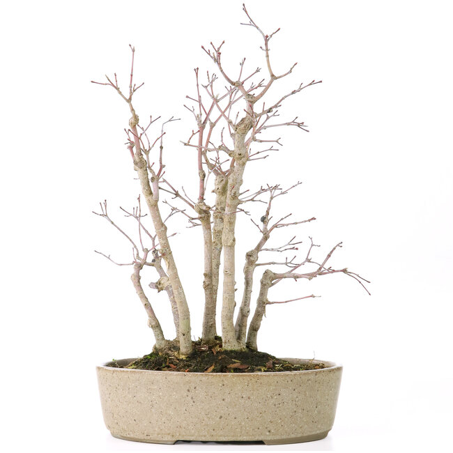 Acer palmatum, 30 cm, ± 15 años, con nebari de 10 cm y diámetros de rama entre 8 y 10 mm