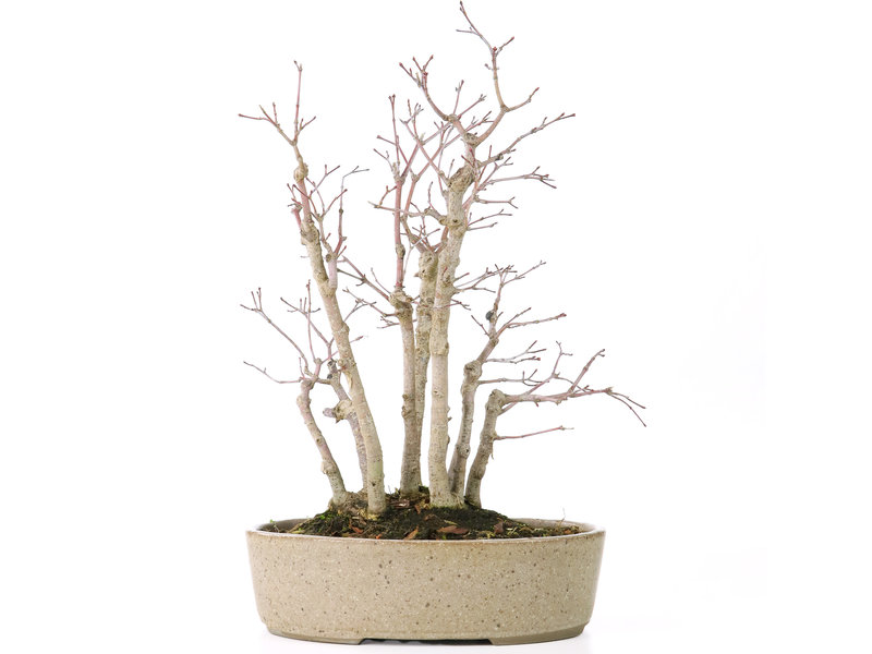 Acer palmatum, 30 cm, ± 15 Jahre alt, mit einem Nebari von 10 cm und Astdurchmessern zwischen 8 und 10 mm