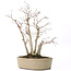 Acer palmatum, 30 cm, ± 15 años, con nebari de 10 cm y diámetros de rama entre 8 y 10 mm