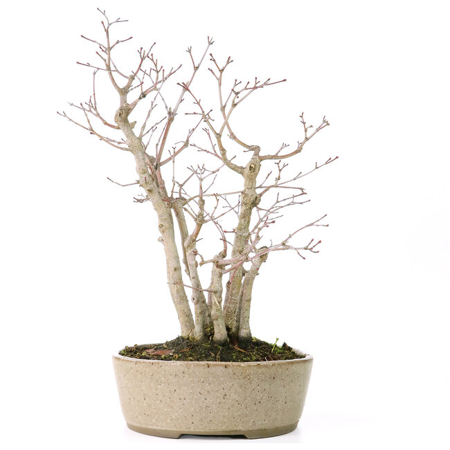 Acer palmatum, 30 cm, ± 15 years old, with a nebari of 10 cm and branch diameters between 8 and 10 mm