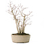 Acer palmatum, 30 cm, ± 15 years old, with a nebari of 10 cm and branch diameters between 8 and 10 mm