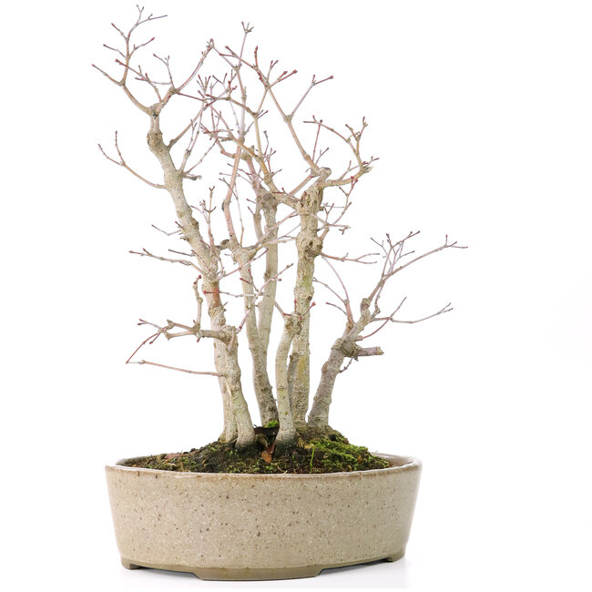 Acer palmatum, 30 cm, ± 15 ans, avec un nebari de 10 cm et des diamètres de branches entre 8 et 10 mm