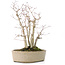 Acer palmatum, 30 cm, ± 15 years old, with a nebari of 10 cm and branch diameters between 8 and 10 mm