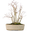 Acer palmatum, 30 cm, ± 15 jaar oud, met een nebari van 10 cm en takdiameters tussen 8 en 10 mm