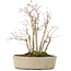 Acer palmatum, 30 cm, ± 15 years old, with a nebari of 10 cm and branch diameters between 8 and 10 mm