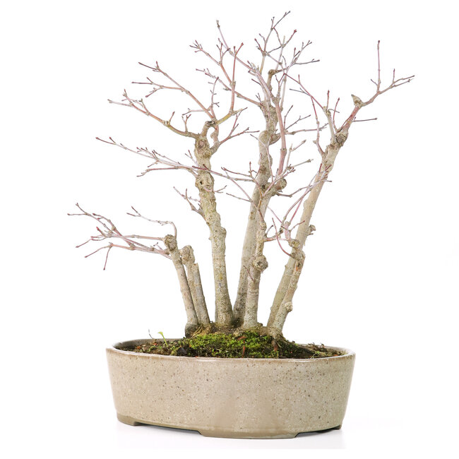 Acer palmatum, 30 cm, ± 15 años, con nebari de 10 cm y diámetros de rama entre 8 y 10 mm