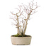 Acer palmatum, 30 cm, ± 15 years old, with a nebari of 10 cm and branch diameters between 8 and 10 mm