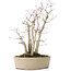 Acer palmatum, 30 cm, ± 15 years old, with a nebari of 10 cm and branch diameters between 8 and 10 mm