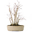 Acer palmatum, 30 cm, ± 15 years old, with a nebari of 10 cm and branch diameters between 8 and 10 mm