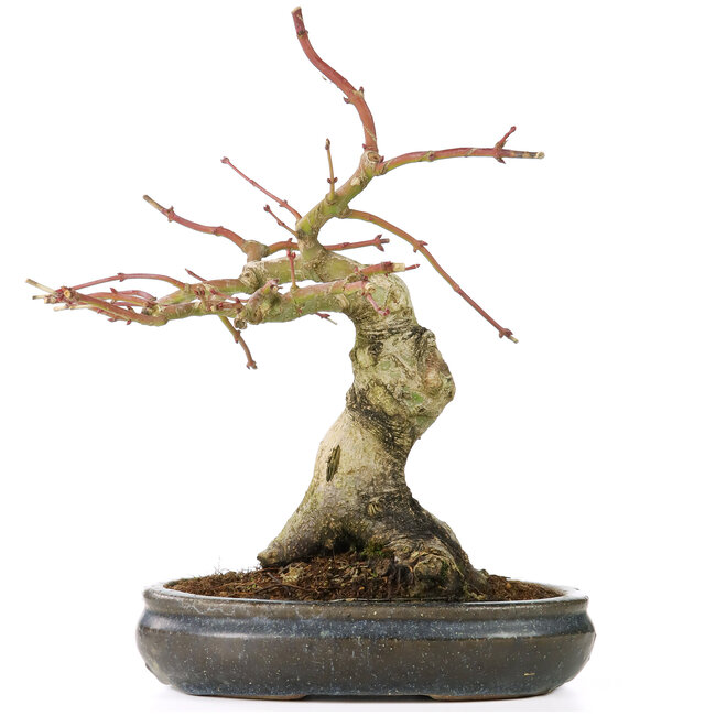 Acer palmatum, 30 cm, ± 15 anni, con un nebari di 11 cm