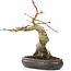 Acer palmatum, 30 cm, ± 15 anni, con un nebari di 11 cm