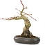 Acer palmatum, 30 cm, ± 15 años, con nebari de 11 cm