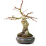 Acer palmatum, 30 cm, ± 15 anni, con un nebari di 11 cm