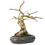 Acer palmatum, 30 cm, ± 15 anni, con un nebari di 11 cm