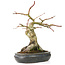 Acer palmatum, 30 cm, ± 15 años, con nebari de 11 cm