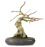 Acer palmatum, 30 cm, ± 15 jaar oud, met een nebari van 11 cm