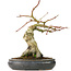 Acer palmatum, 30 cm, ± 15 anni, con un nebari di 11 cm