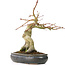 Acer palmatum, 30 cm, ± 15 jaar oud, met een nebari van 11 cm