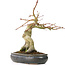 Acer palmatum, 30 cm, ± 15 years old, with a nebari of 11 cm