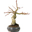 Acer palmatum, 30 cm, ± 15 Jahre alt, mit einem Nebari von 11 cm