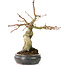 Acer palmatum, 30 cm, ± 15 years old, with a nebari of 11 cm