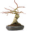 Acer palmatum, 30 cm, ± 15 anni, con un nebari di 11 cm