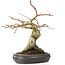 Acer palmatum, 30 cm, ± 15 years old, with a nebari of 11 cm