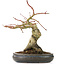 Acer palmatum, 30 cm, ± 15 anni, con un nebari di 11 cm